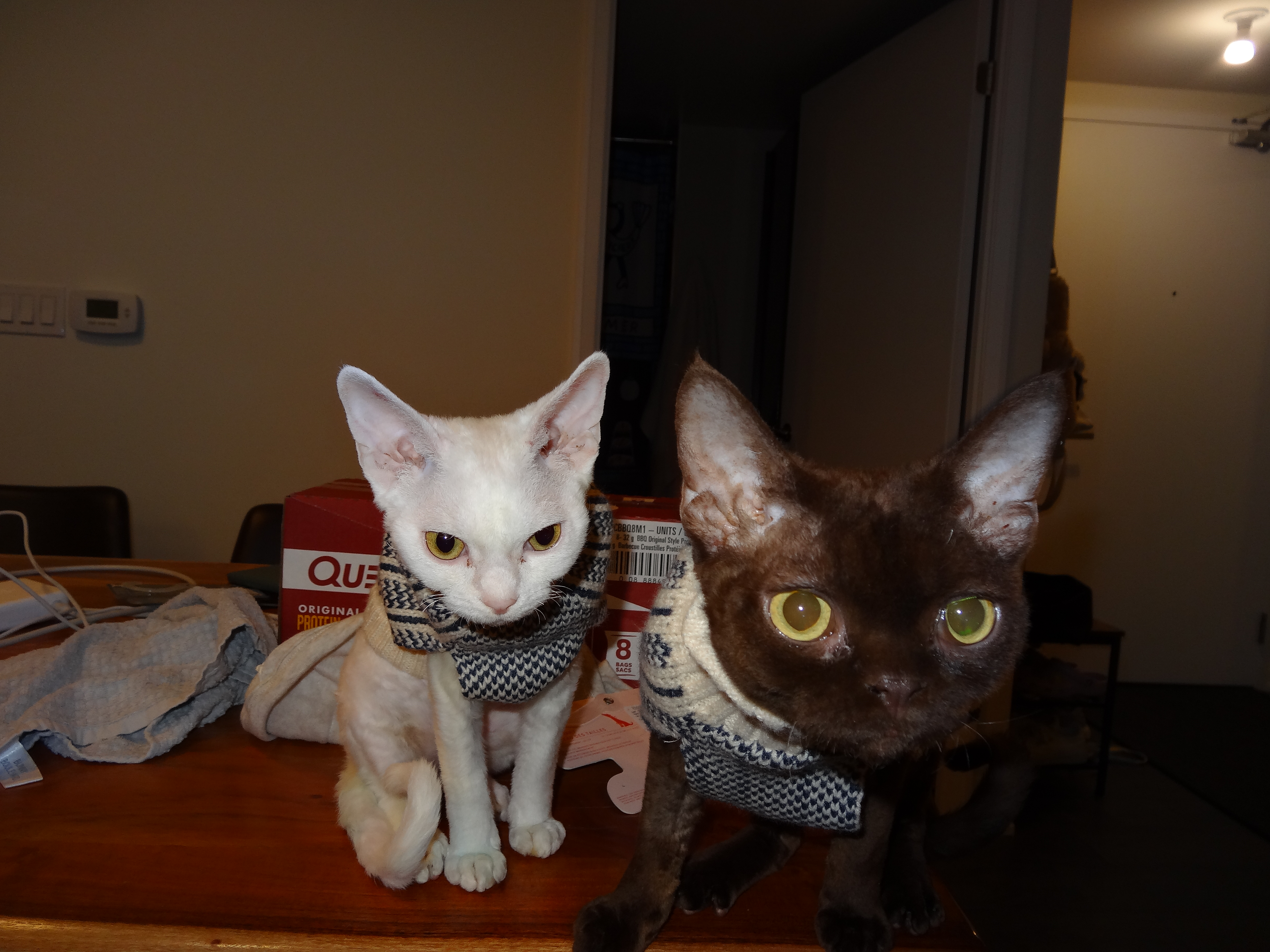 Lucy and Ekko the Devon Rex Cats